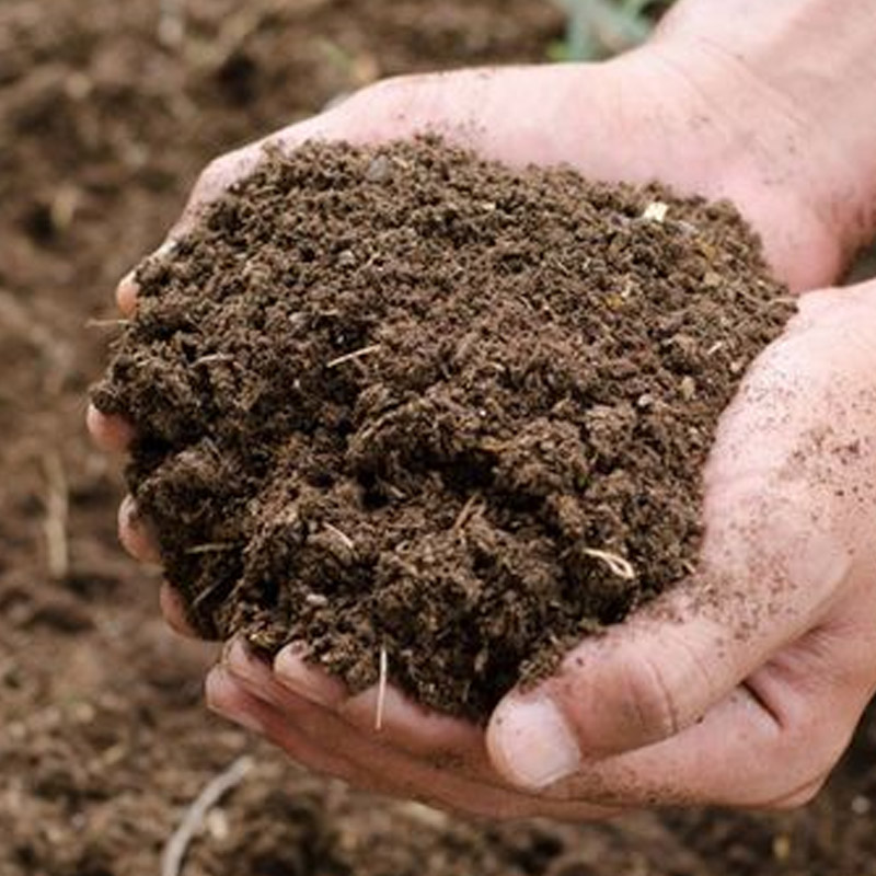 Cow Manure (Organic Fertilizer) Supplier